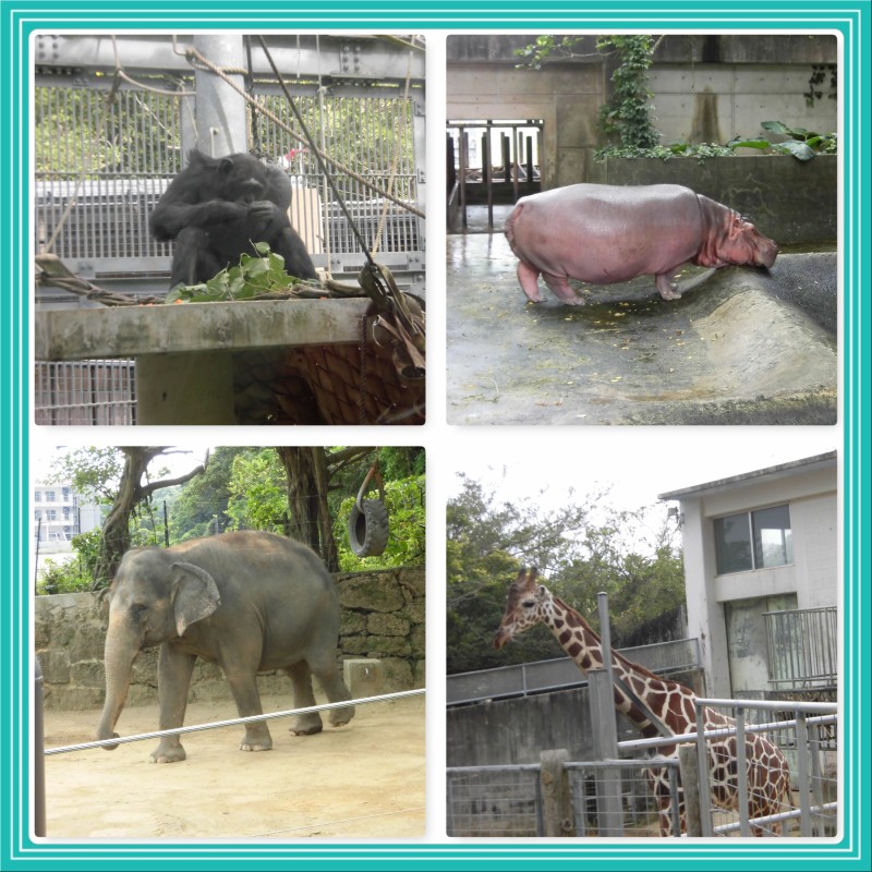 New Phototastic 動物