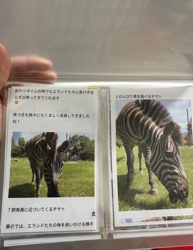 動物写真